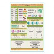 Математика 3-4 класс Доли и дроби плакат А1+/A2+