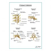 Грудные позвонки плакат глянцевый А1+/А2+