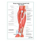 Мышцы предплечья, средний слой плакат глянцевый А1/А2