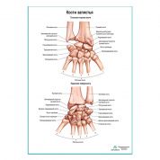 Кости запястья плакат глянцевый А1+/А2+