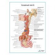 Блуждающий нерв (X). Схема плакат глянцевый А1+/А2+