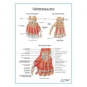 Мышцы кисти плакат глянцевый А1+/А2+