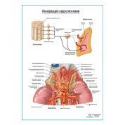 Схема вегетативной иннервации надпочечников плакат глянцевый А1+/А2+