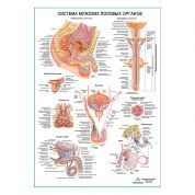 Система мужских половых органов, плакат глянцевый А1+/А2+