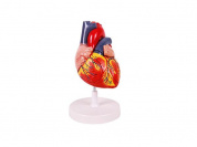 Анатомическая модель сердца увеличенная