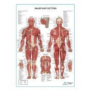 Мышечная система человека, плакат глянцевый А1/А2