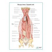 Мышцы спины, средний слой плакат глянцевый А1/А2