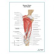 Мышцы бедра вид спереди, продолжение, плакат глянцевый А1+/А2+