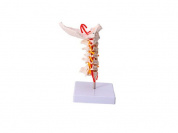 Анатомическая модель шейного отдела позвоночника с затылочной костью
