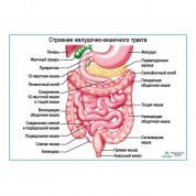 Строение желудочно-кишечного тракта, плакат глянцевый  А1/А2