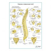 Позвонки и позвоночный столб, плакат глянцевый А1/А2