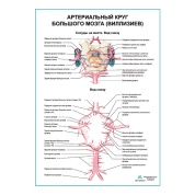 Артериальный круг большого мозга (Виллизиев) плакат глянцевый А1+/А2+