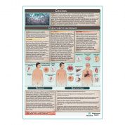 Сифилис медицинский плакат А1+/A2+