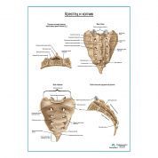 Крестец и копчик плакат глянцевый А1+/А2+