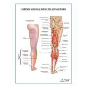 Седалищный нерв и задний кожный нерв бедра плакат глянцевый А1+/А2+