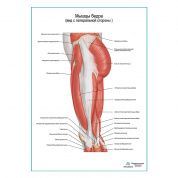 Мышцы бедра вид сбоку плакат глянцевый А1+/А2+