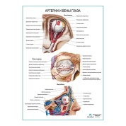 Артерии и вены глаза плакат глянцевый А1/А2