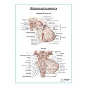 Желудочки мозга и мозжечок плакат глянцевый А1+/А2+