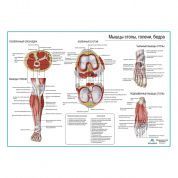 Мышцы стопы и голени, плакат глянцевый А1+/А2+