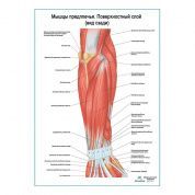 Мышцы предплечья, поверхностный слой. Вид сзади плакат глянцевый А1/А2