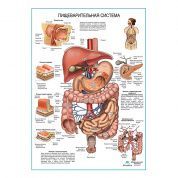 Пищеварительная система, плакат глянцевый  А1/А2