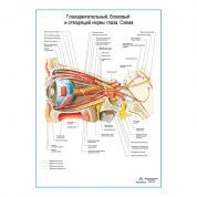 Глазодвигательный, блоковый, отводящий нервы глаза. Схема плакат глянцевый А1/А2