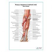 Мышцы предплечья, глубокий слой. Вид спереди плакат глянцевый А1+/А2+