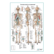 Система костей и их соединений (скелет человека), плакат глянцевый А1/А2