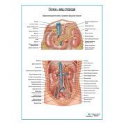 Почки на месте. Вид спереди, плакат глянцевый А1+/А2+