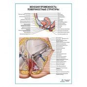 Женская промежность: поверхностные структуры плакат глянцевый А1+/А2+