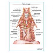 Нервы сердца плакат глянцевый А1+/А2+