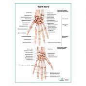 Кости кисти плакат глянцевый А1+/А2+
