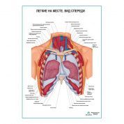 Легкие на месте. Вид спереди плакат глянцевый А1/А2