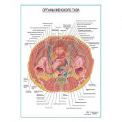 Внутренние органы женского таза плакат глянцевый А1+/А2+