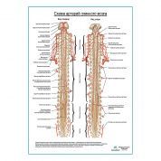 Схема артерии спинного мозга плакат глянцевый А1+/А2+
