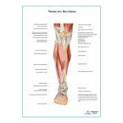 Мышцы ноги. Вид спереди плакат глянцевый А1/А2