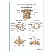Шейные позвонки плакат глянцевый А1+/А2+