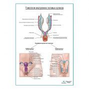 Гомология внутренних половых органов плакат глянцевый А1+/А2+