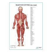 Мышечная система человека, вид сзади. Плакат глянцевый А1/А2