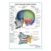 Сагиттальный разрез черепа плакат глянцевый А1/А2