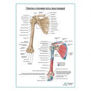 Плечевая кость и лопатка вид спереди плакат глянцевый А1+/А2+