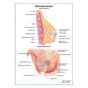 Молочная железа, строение плакат глянцевый А1+/А2+