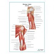 Мышцы плеча вид сзади плакат глянцевый А1+/А2+