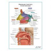 Медиальная стенка носа (носовая перегородка), плакат глянцевый А1+/А2+