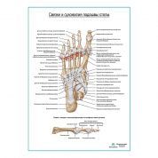 Связки и сухожилия подошвы стопы плакат глянцевый А1+/А2+