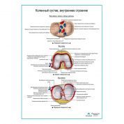 Коленный сустав, внутреннее строение плакат глянцевый А1+/А2+