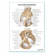 Кости и связки таза продолжение плакат глянцевый А1+/А2+