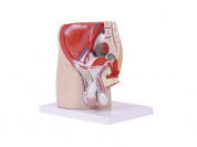 Анатомическая модель срединного сагиттального разреза мужского таза, 4 части