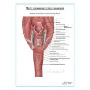 Соединение глотки и пищевода плакат глянцевый  А1+/А2+