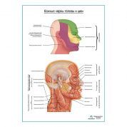 Нервы головы и шеи плакат глянцевый А1+/А2+